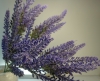 Букет лаванды (1 ветка -5 цветов, высота 35 см) .